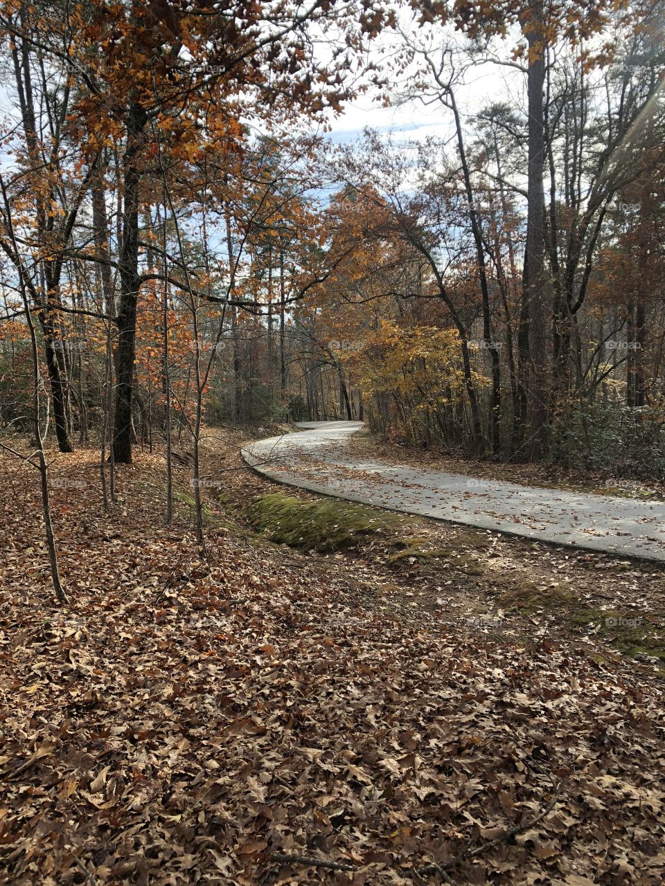 A path through the woods in autumn at Paris Mountain State Park.