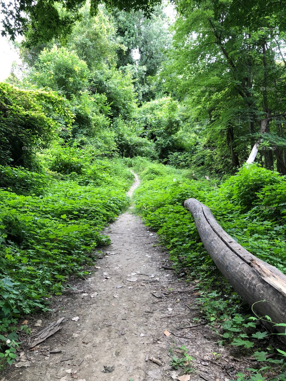 Path through the woods