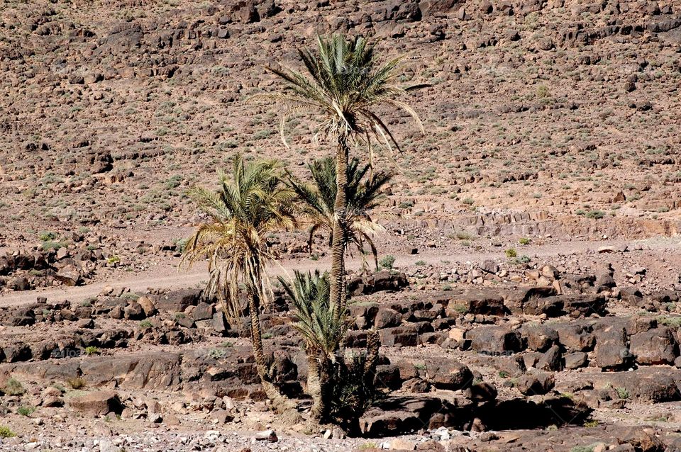 palm trees among the rocks