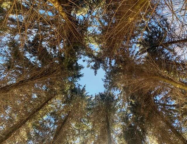 Look up