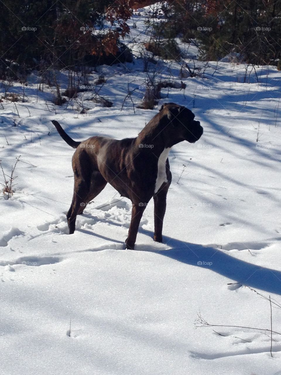 Real Cats and Dog in Real Life