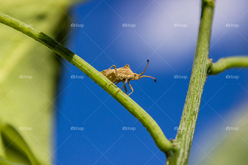small insect on stem of plant