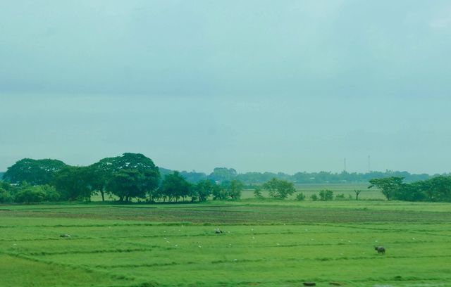 Field