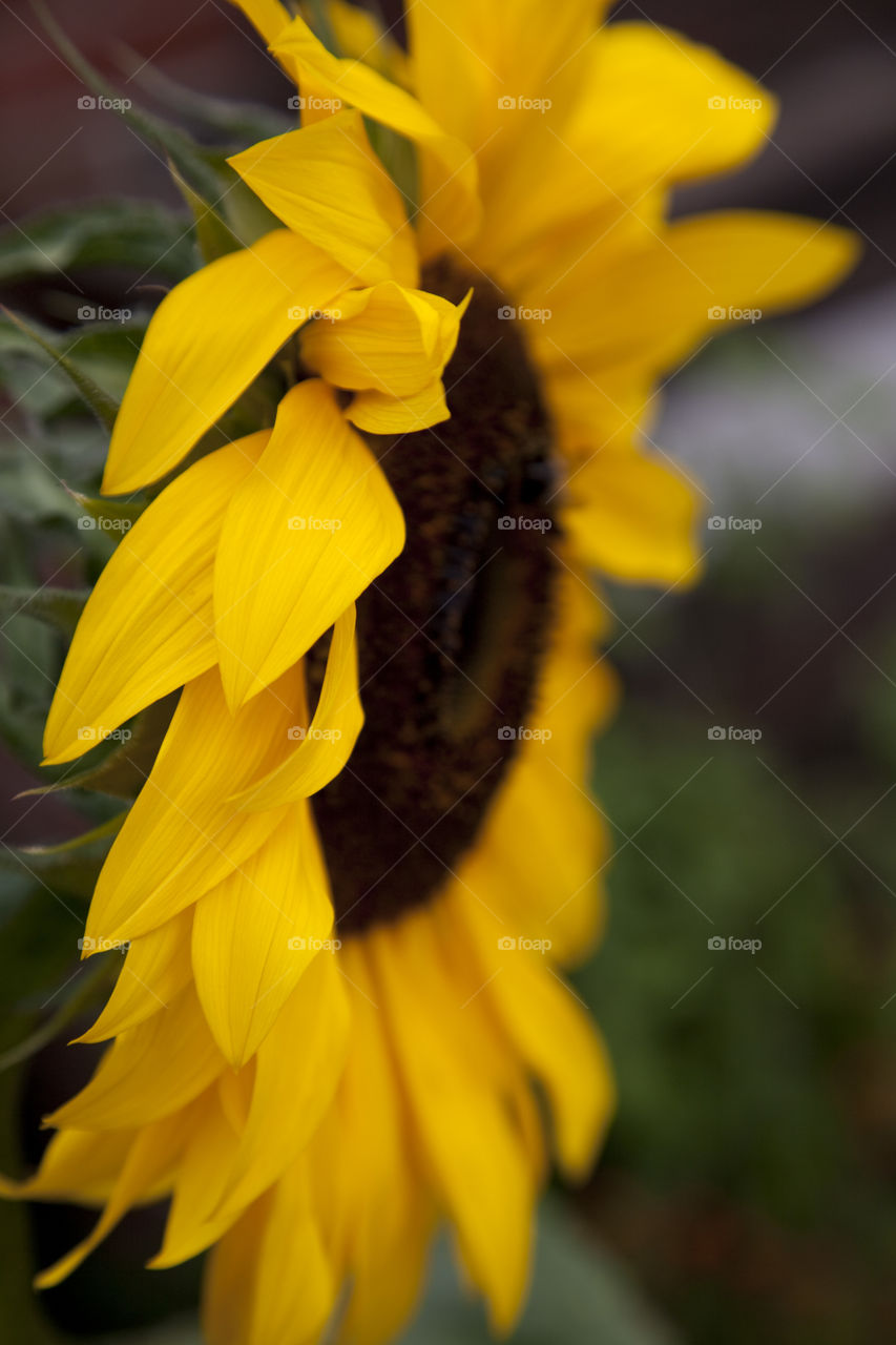 Close-up of sunflower