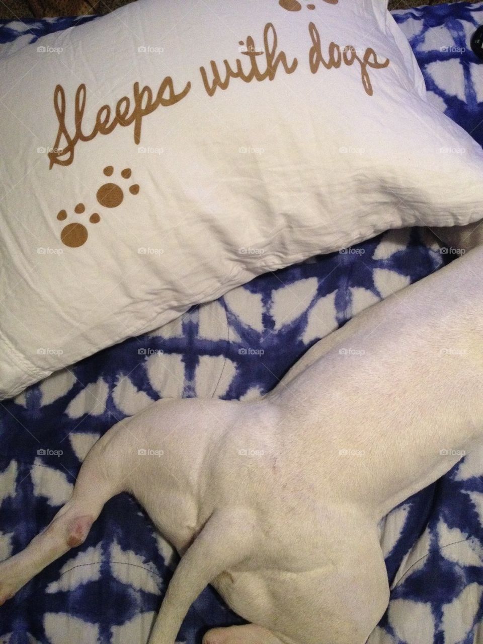 Sleeps with Dogs