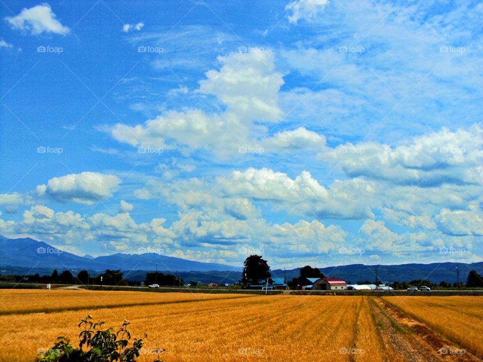 Rice field.