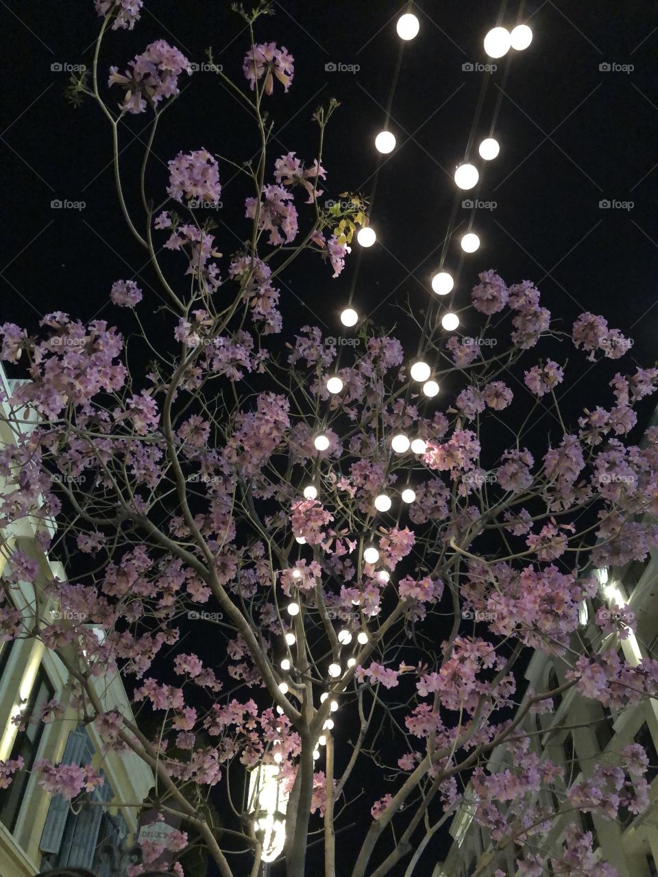 String lights through a flowering pink tree