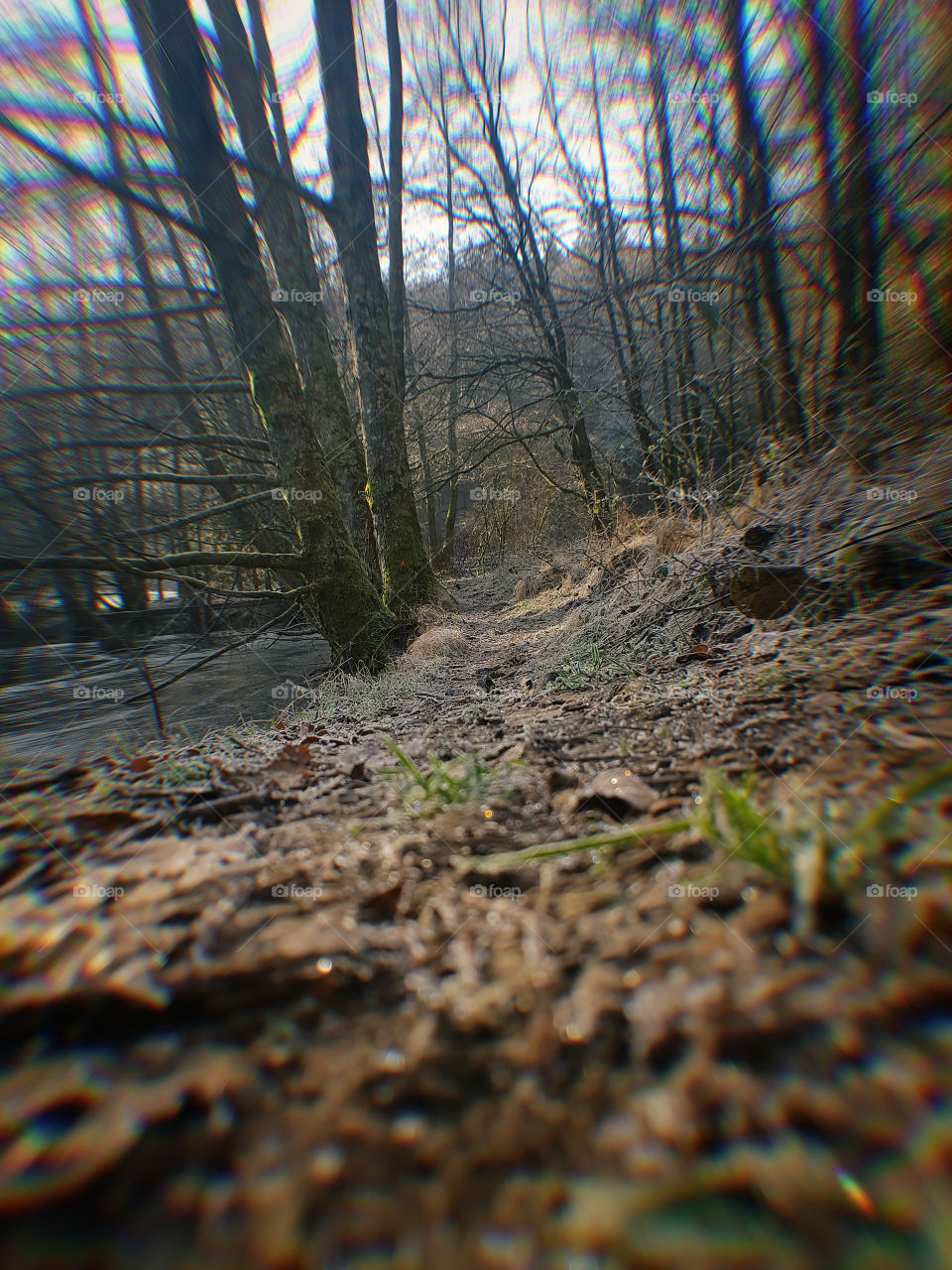 Winter Lake and Forest