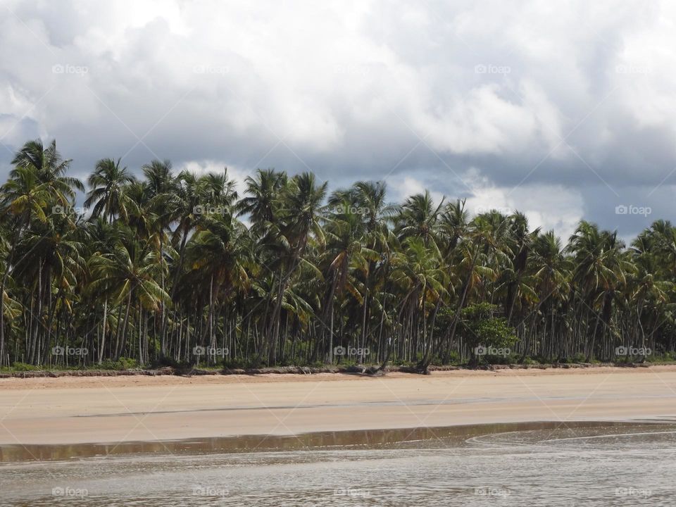 Palm trees along the tropical beach in a cloudy day