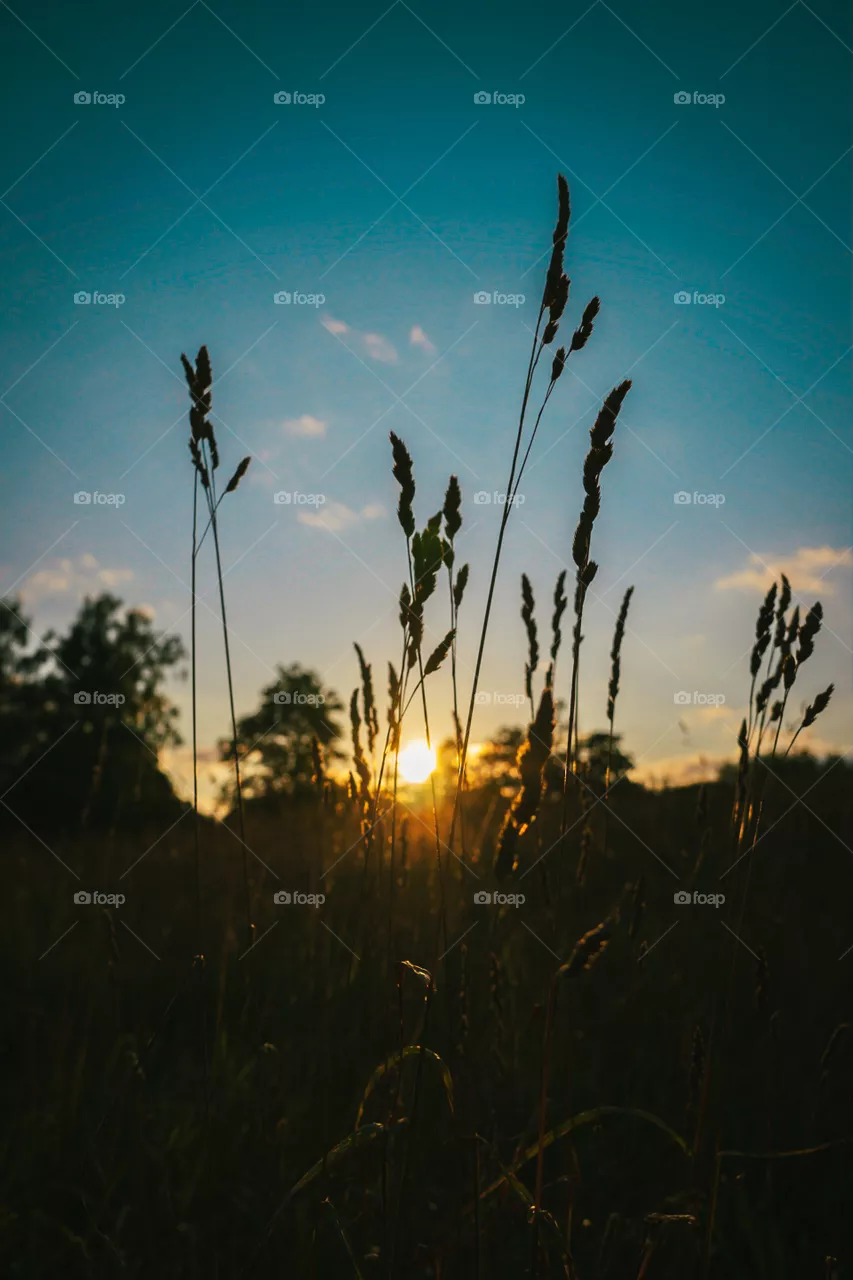 Hay in sunset