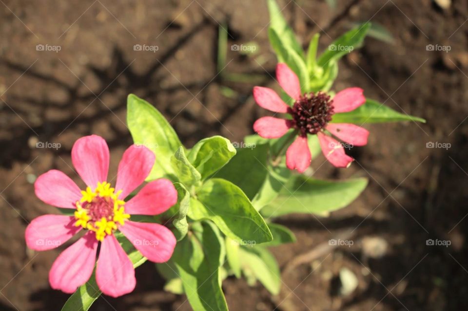 close up of flower