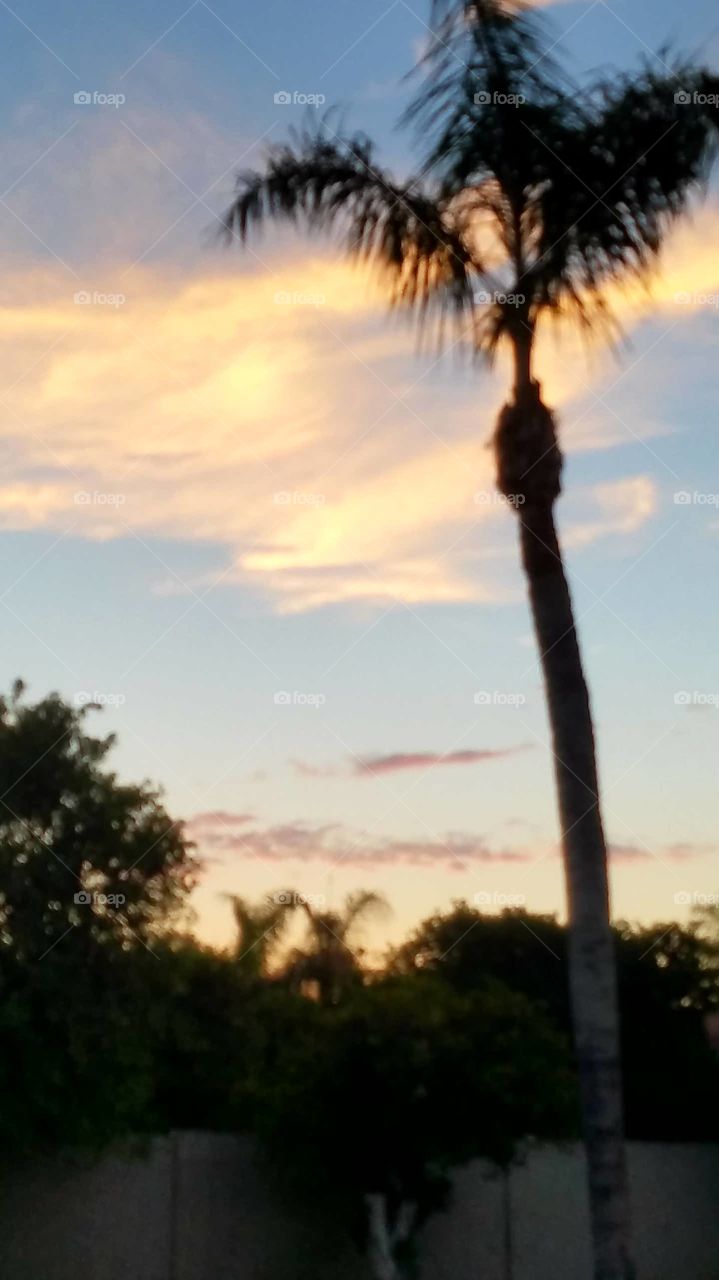 solo palm tree evening