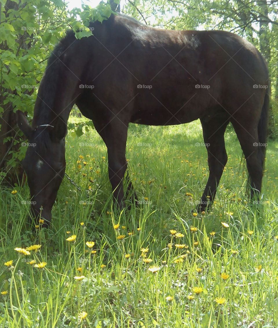 horse pet in green park