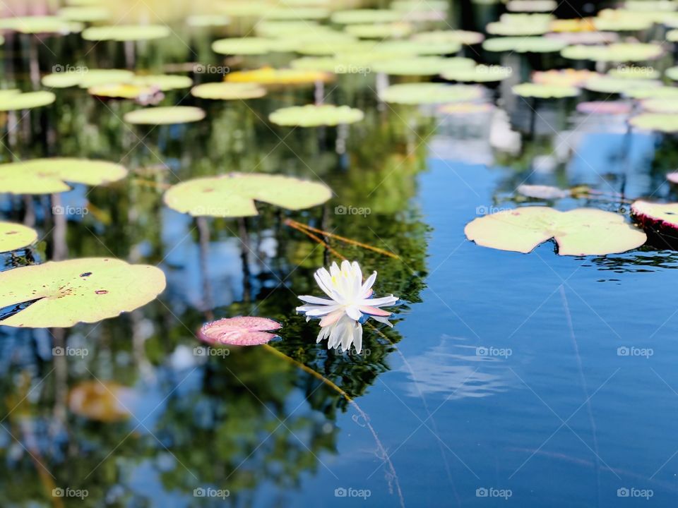 Water lily reflection 