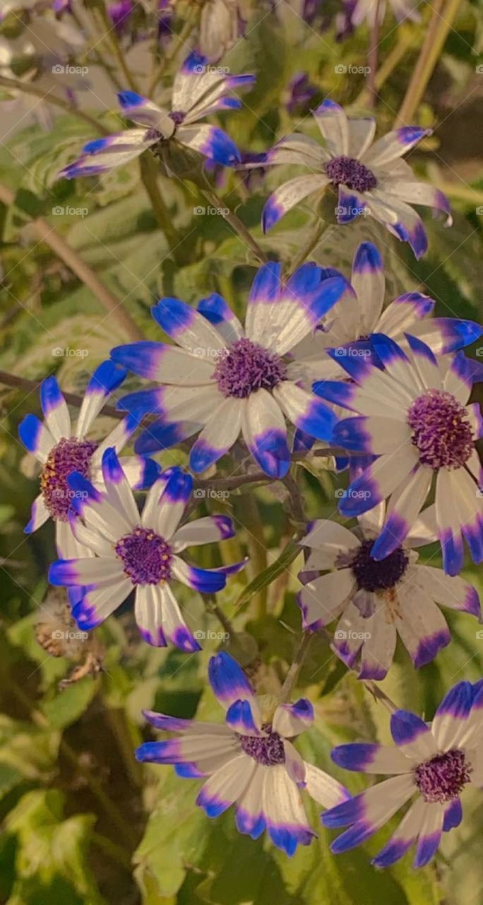 the flower with colour explosion ✨🩷💙🩵💚💛🧡❤️❤️💜🤎🖤🩶🤍