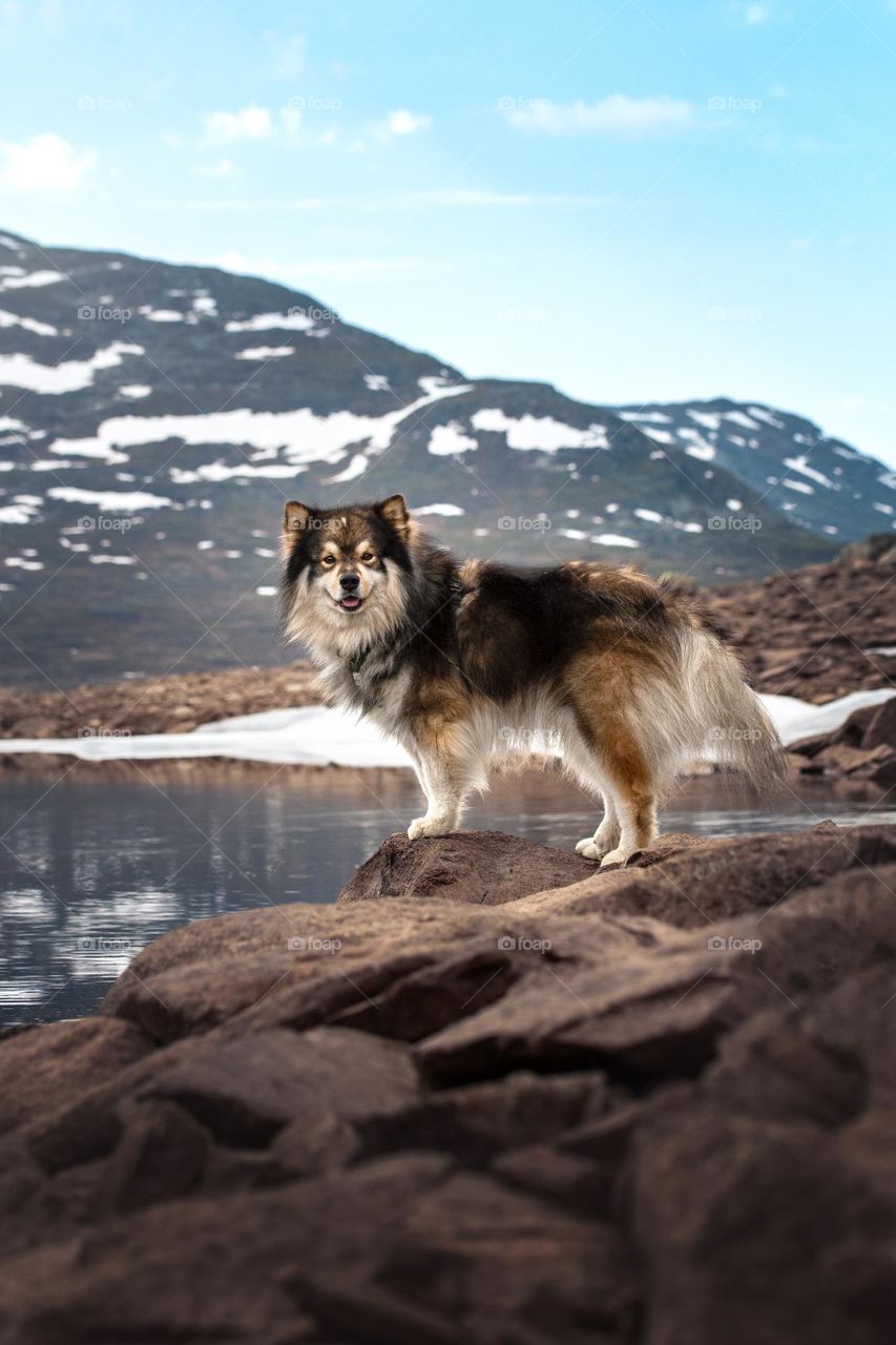 Portrait of a young Finnish Lapphund in mountains 