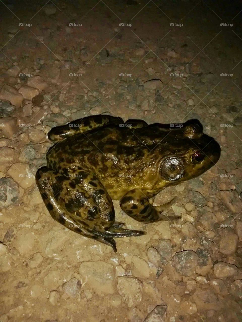 bull frog