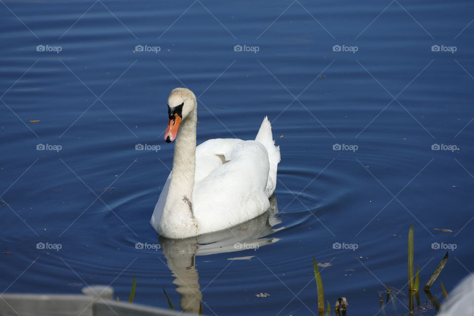 Swan