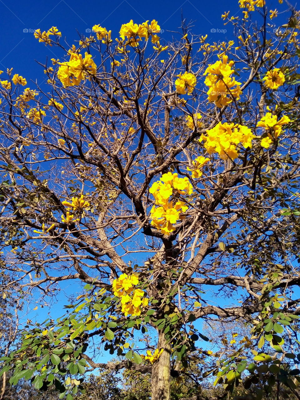 lindas flores amarelas