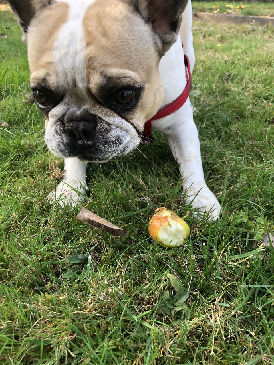 Französische Bulldogge, beim Apfel essen, Hund