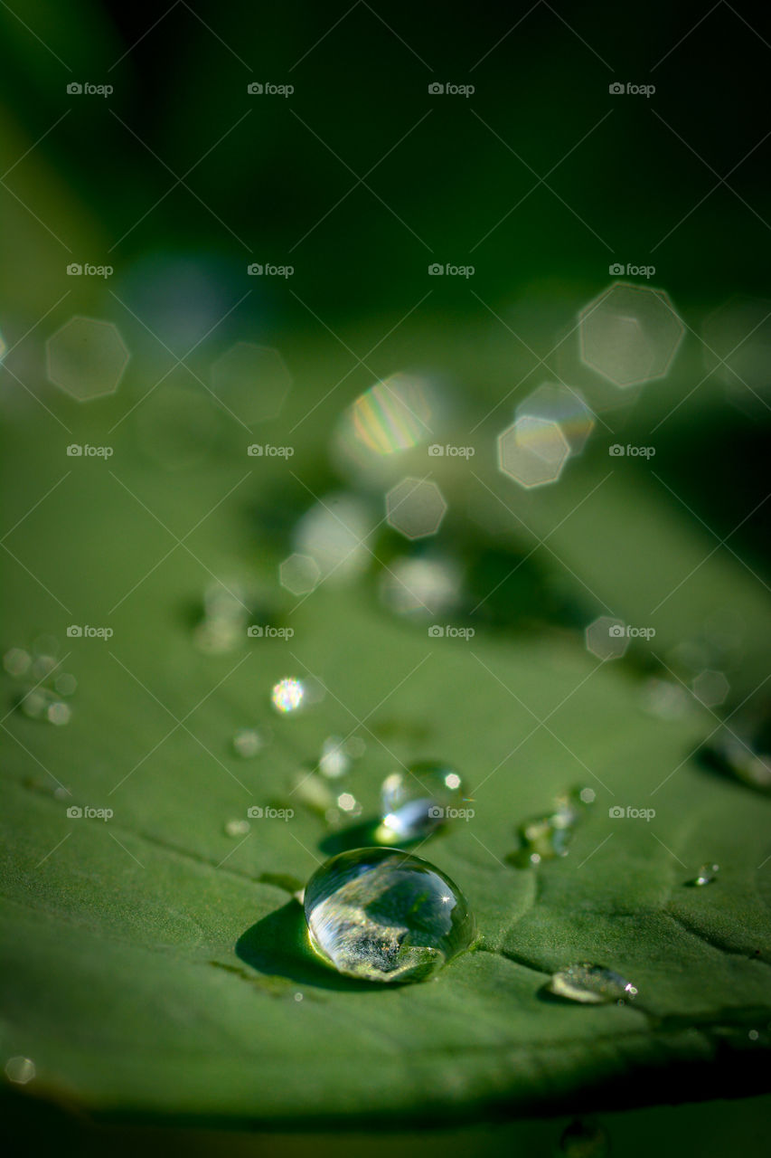 Dew in the morning