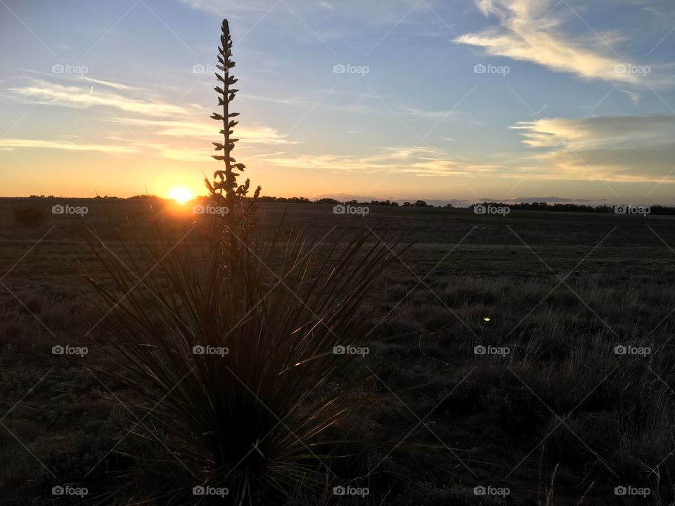 Yucca sunset 