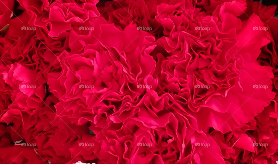 Red carnation, red,carnation,colorful,nature,blossom,blooming,floral,nature,plant