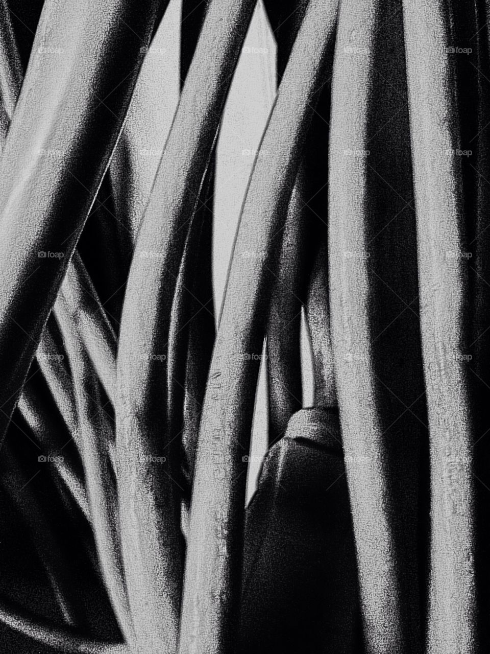 Cord 