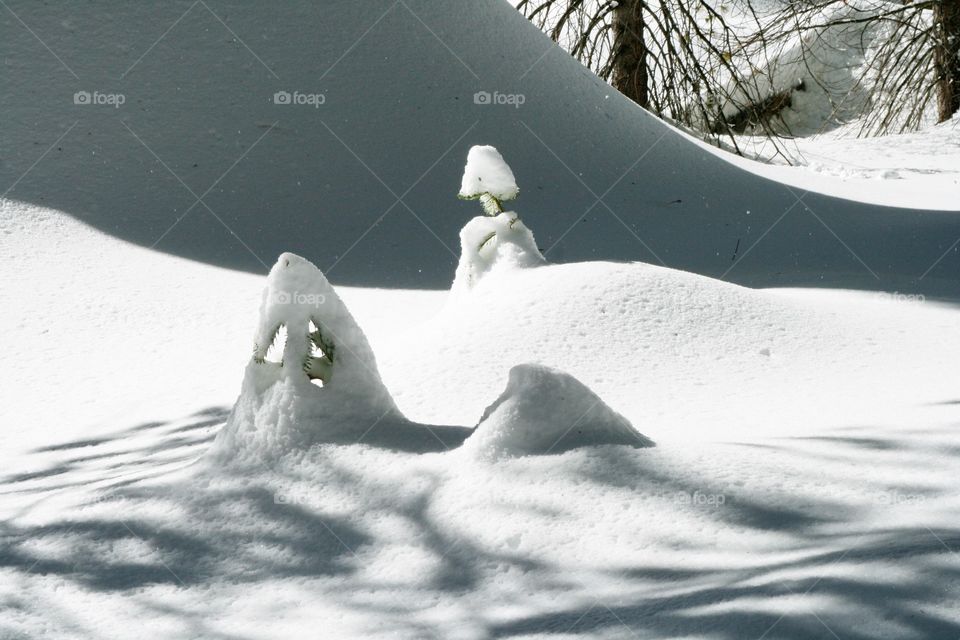 Winter Forest 