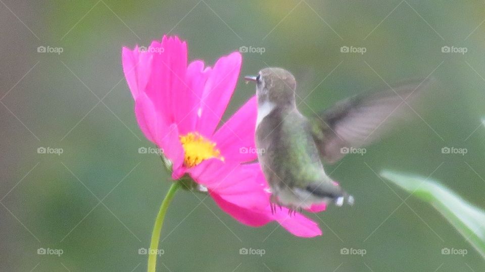 Hummingbirds 