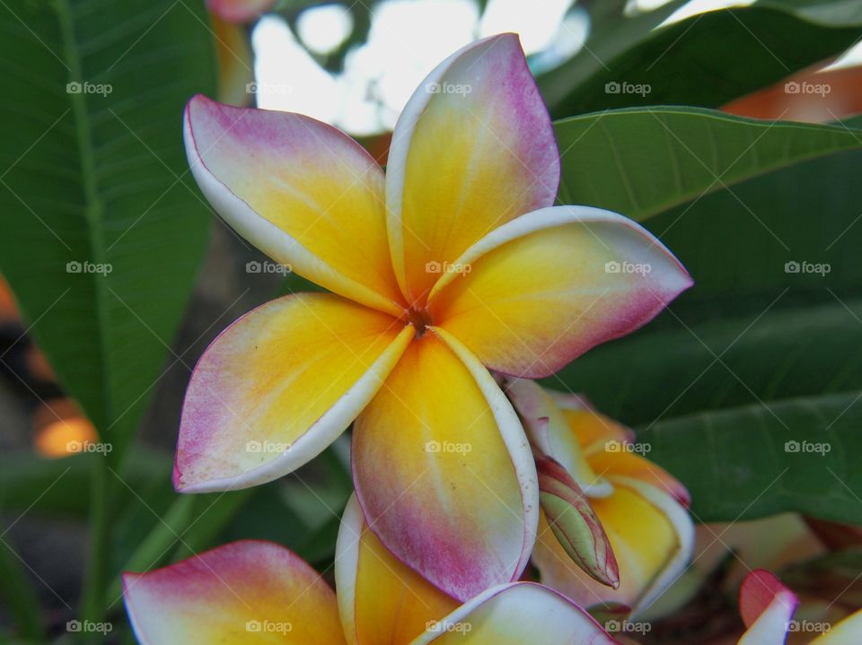 Close up of frangipani flower