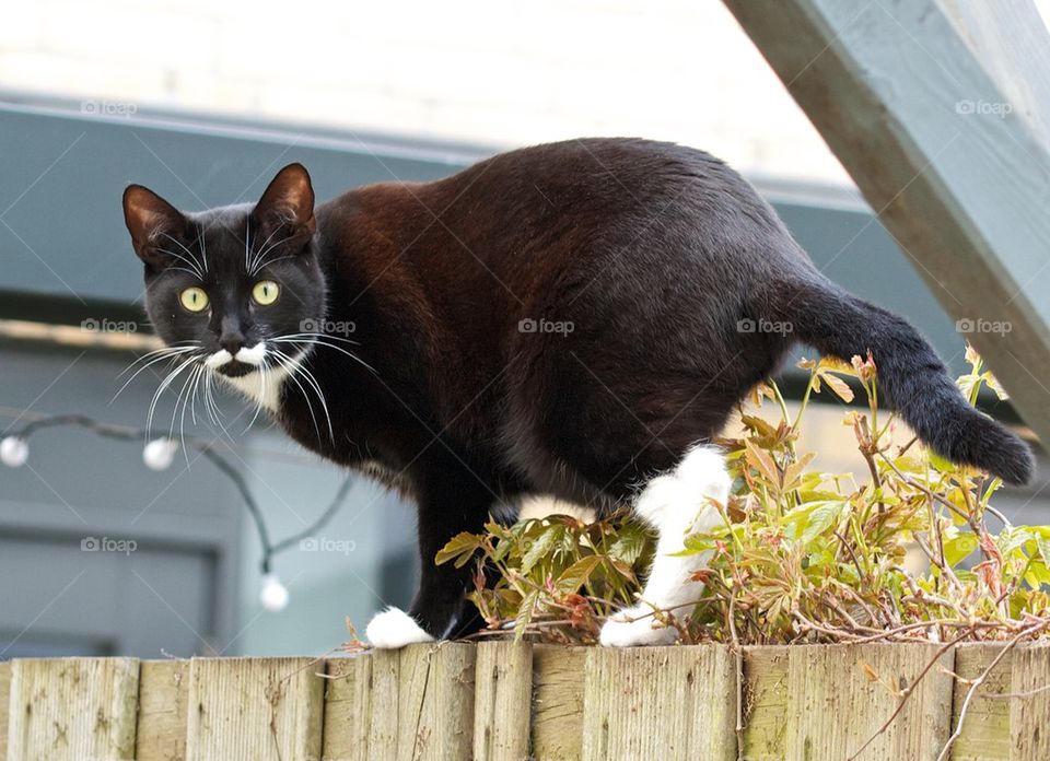 Cat on the fence