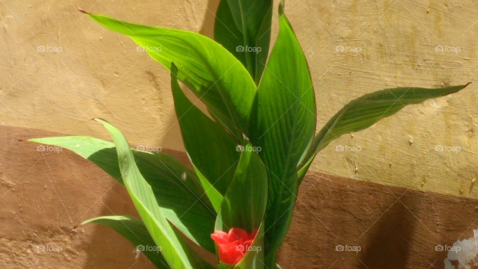 Beautiful pictures of Plant