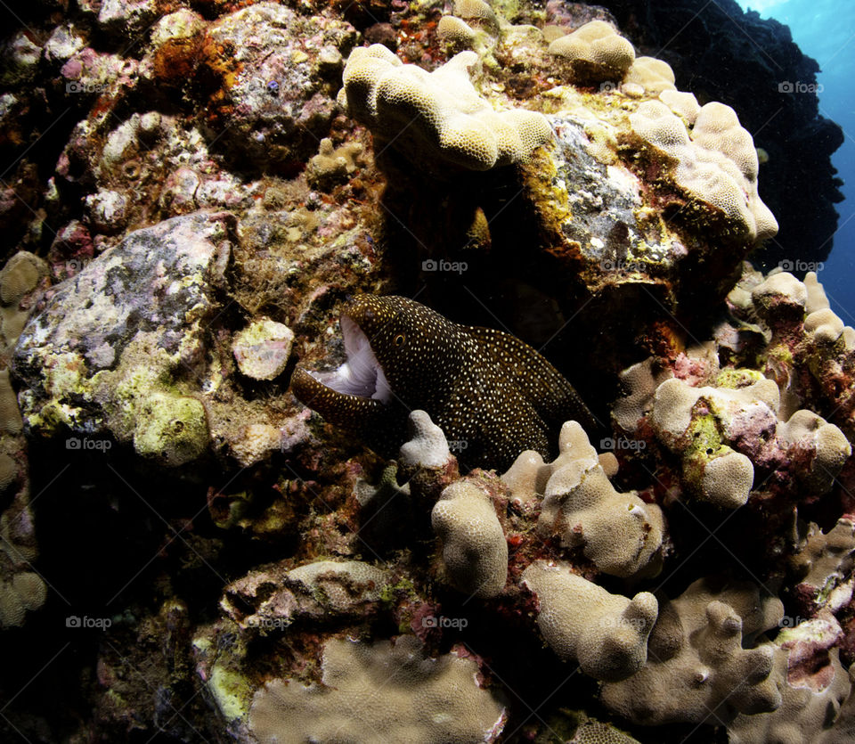 Hawaii underwater pictures