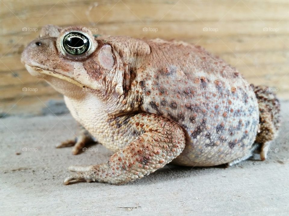 Our resident barn toad
