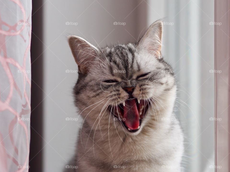 British Shorthair cat meowing