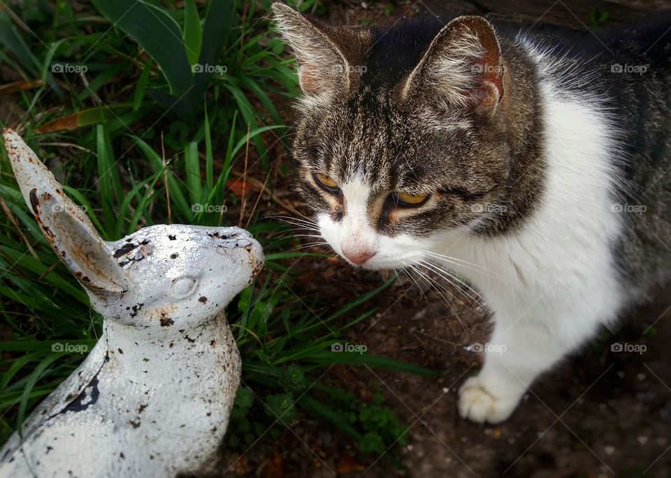 Tabby Cat with an Iron Rabbit in Summer