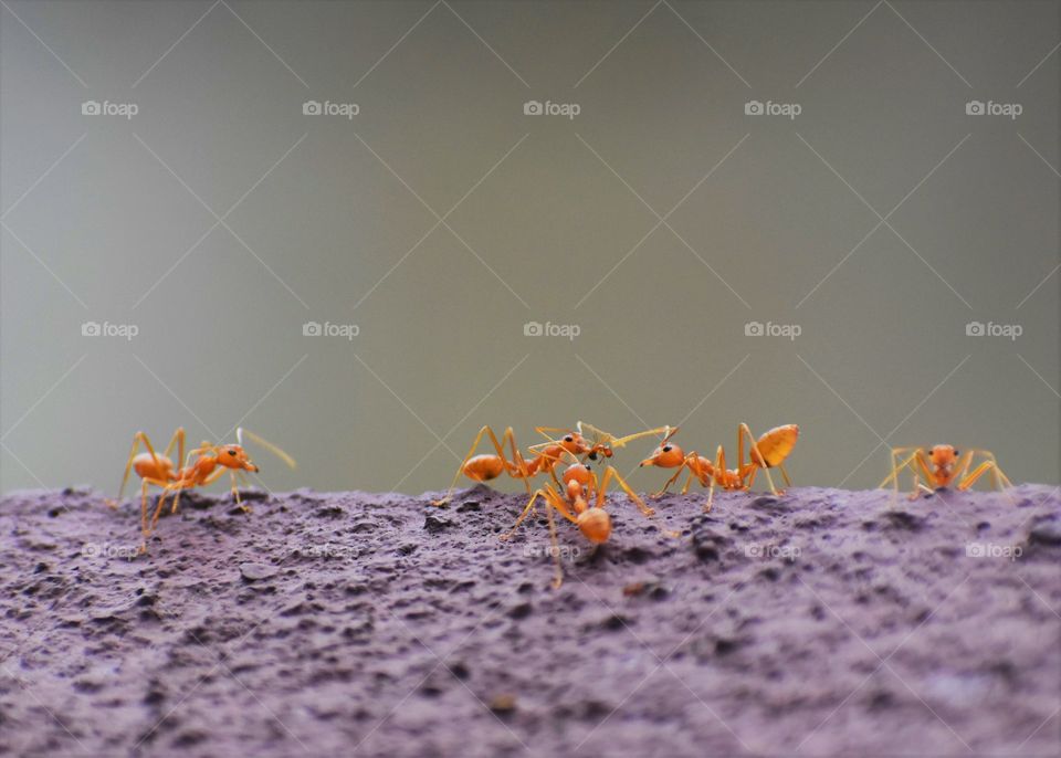 family of orange ants