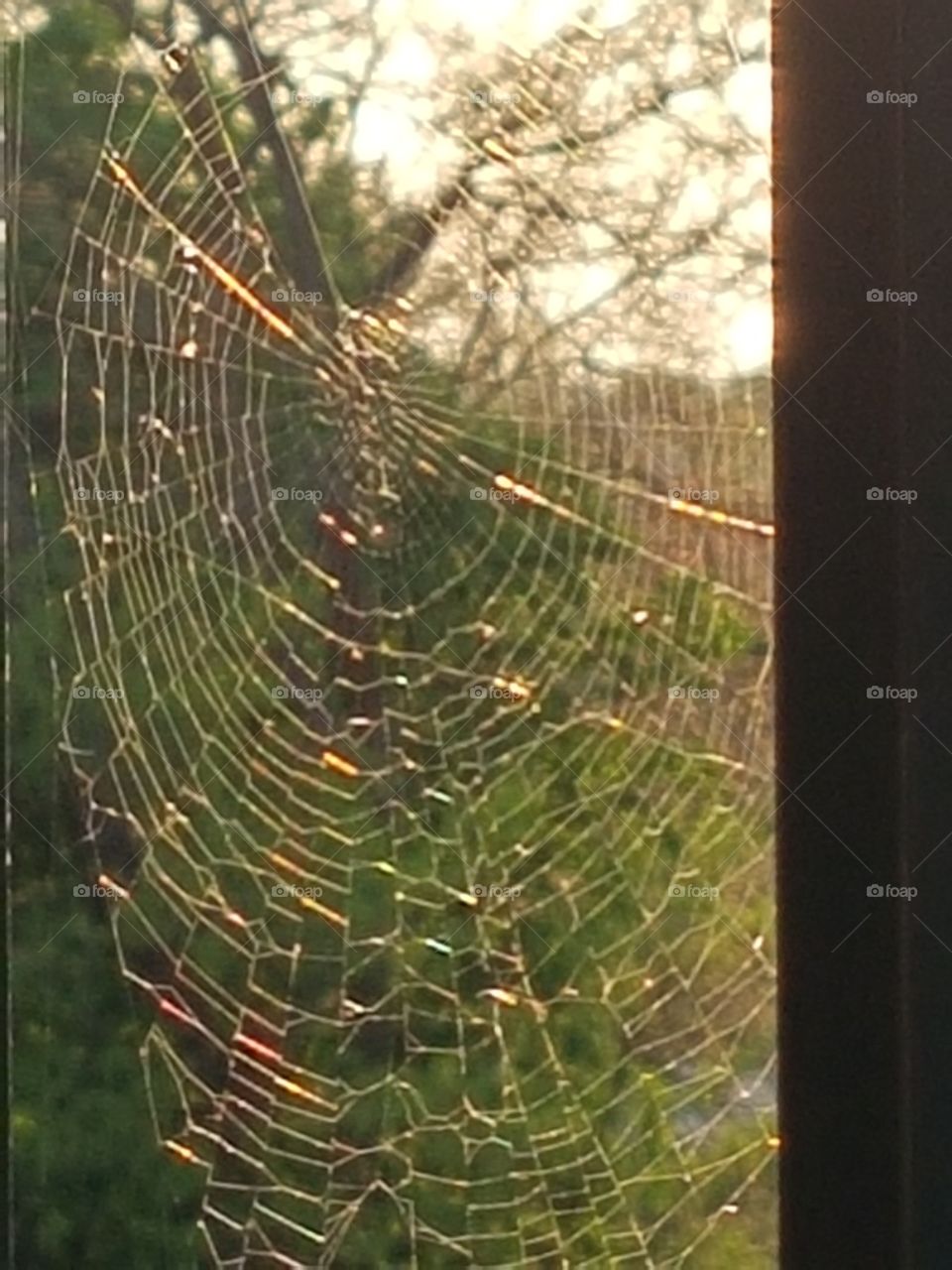 spiderweb