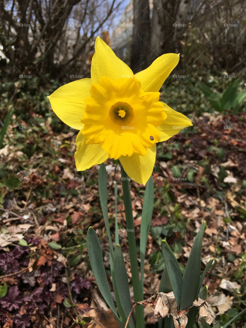 Daffodil in CT