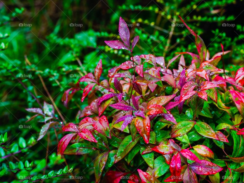 Colores de otoño
Autumn colors