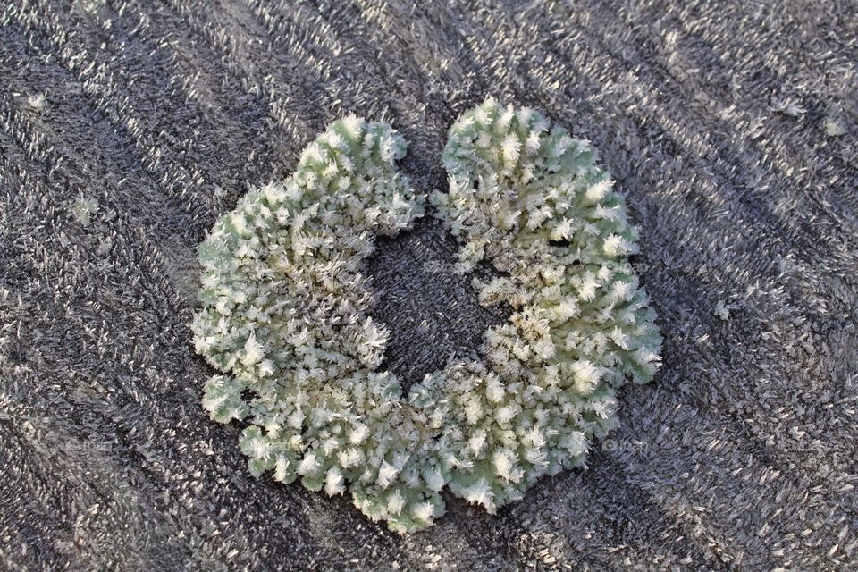 Horseshoe moss covered in frost