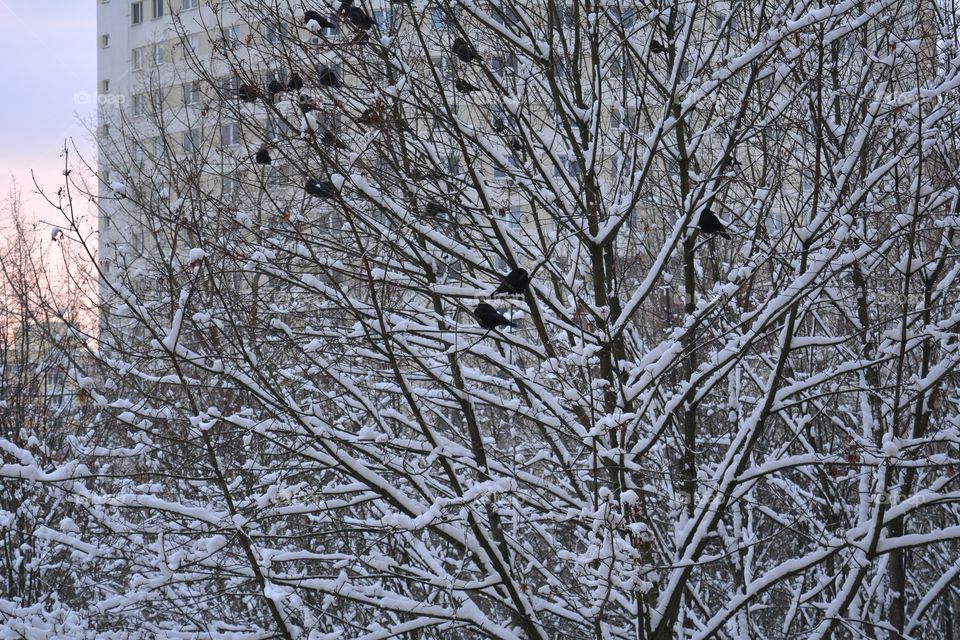 Winter, Tree, Frost, Snow, Cold