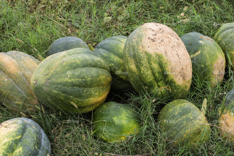 the garden and cantaloupe