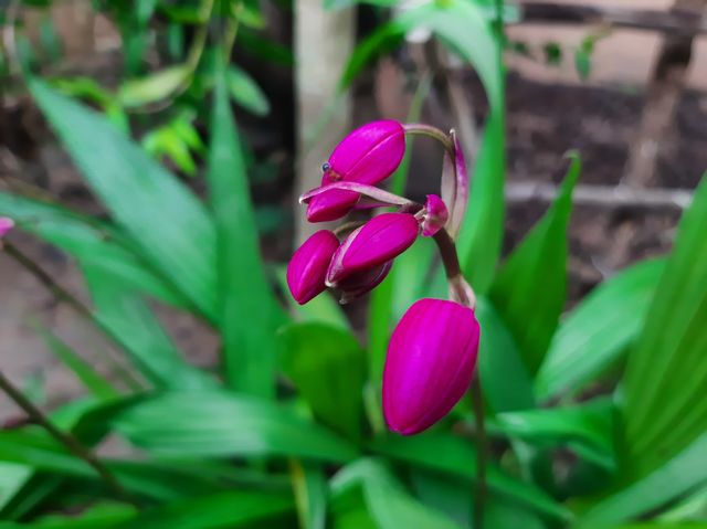 This is a one of beautiful flowers in my garden. Name: Orchidaceae, Family: Orchidaceae; Juss, Kingdom: Plantae, Order: Asparagales.