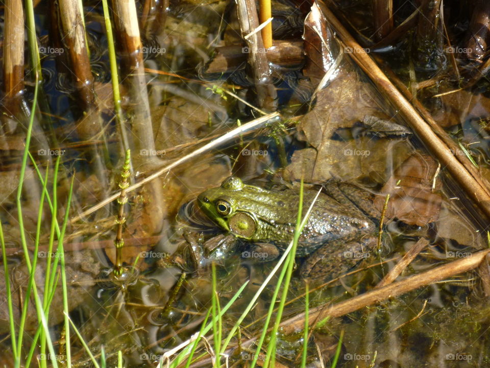 Close-up of a bullfrog