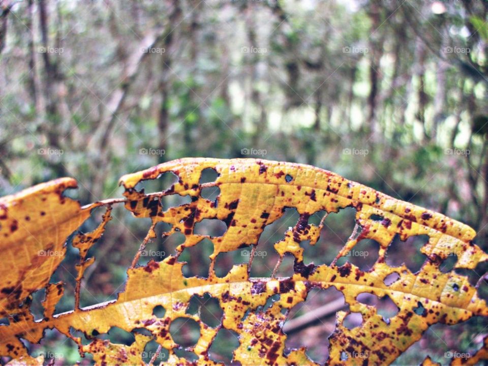 Rendada e cheia de detalhes