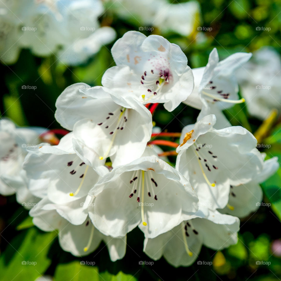 Close-up of white flowers