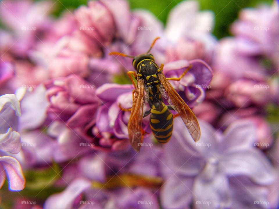 Bee on lilac flowers
