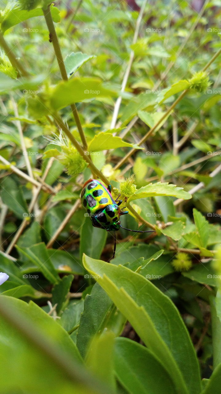 A colourful leaf beetle
